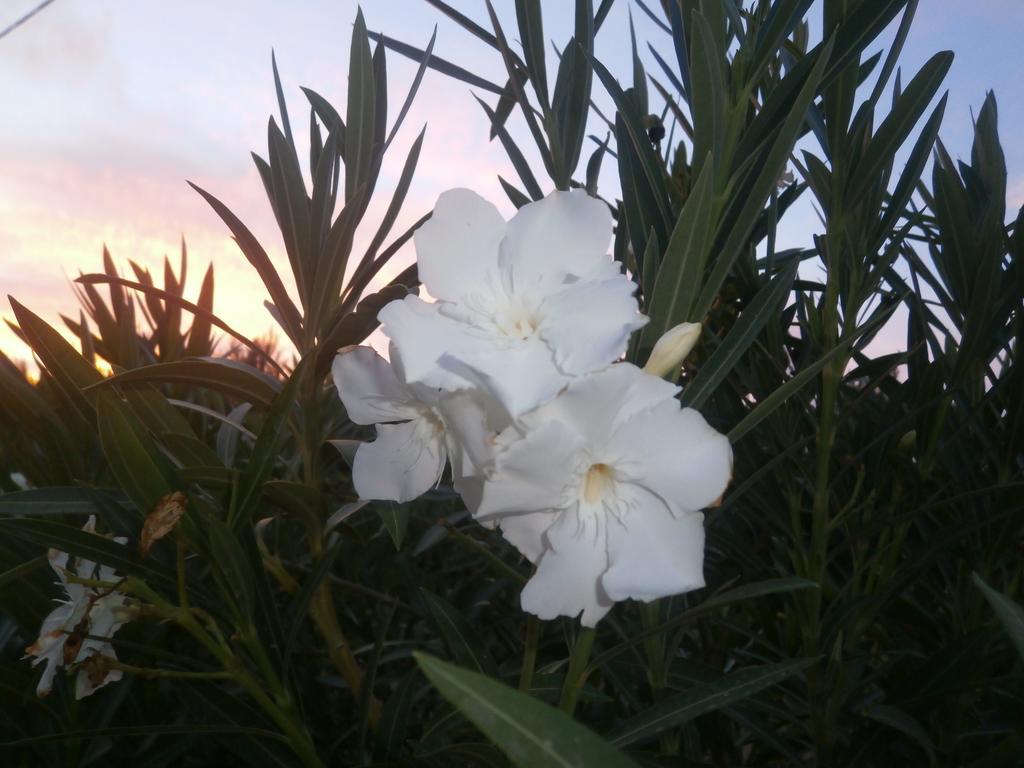 פליאוחורה Viena Rooms & Apartments מראה חיצוני תמונה